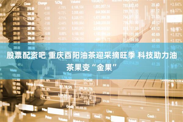 股票配资吧 重庆酉阳油茶迎采摘旺季 科技助力油茶果变“金果”